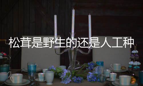 种的还是人工松茸是野生的